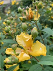 Hypericum calycinum