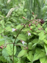 Circaea lutetiana