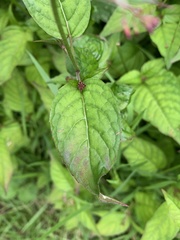 Circaea lutetiana