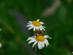 Megachile latimanus