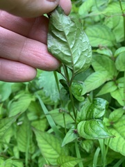 Circaea lutetiana