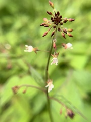 Circaea lutetiana