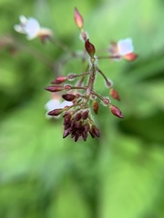 Circaea lutetiana