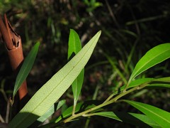 Samadera bidwillii