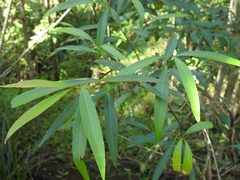 Samadera bidwillii