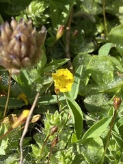 Erythranthe primuloides
