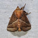 Nason's Slug Moth - Photo (c) Diane P. Brooks, some rights reserved (CC BY-NC-SA), uploaded by Diane P. Brooks