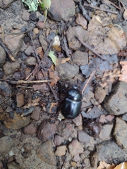 Xyloryctes jamaicensis