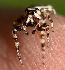 Metaphidippus chera