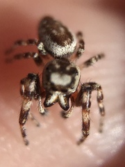Metaphidippus chera