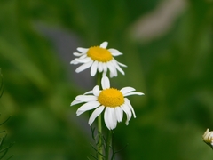 Tripleurospermum inodorum