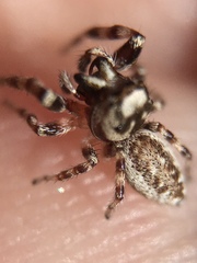 Metaphidippus chera