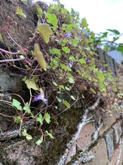 Cymbalaria muralis