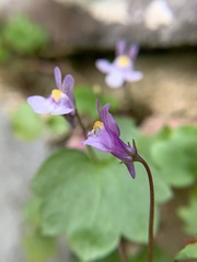Cymbalaria muralis