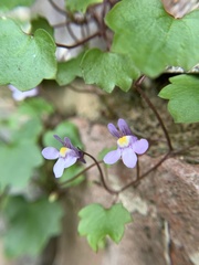Cymbalaria muralis