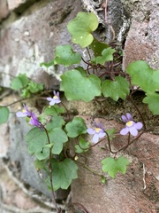 Cymbalaria muralis