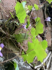 Cymbalaria muralis