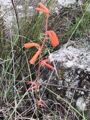 Polianthes geminiflora