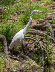 Ardea alba