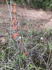 Polianthes geminiflora