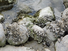 Dreissena polymorpha