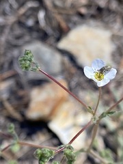 Ivesia santolinoides