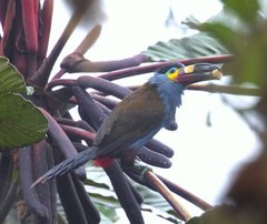 Andigena laminirostris