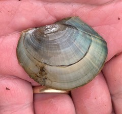 Utterbackiana suborbiculata