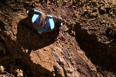 Diaethria eluina