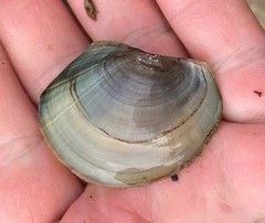 Utterbackiana suborbiculata