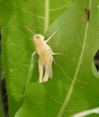 Melanoplus packardii