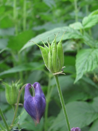 Aquilegia olympica
