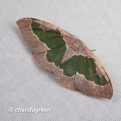 Celenna festivaria