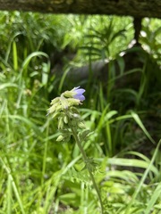 Polemonium occidentale occidentale