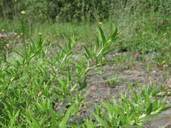 Chamaenerion colchicum