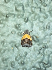 Tripudia balteata