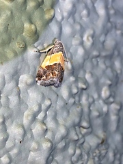 Tripudia balteata