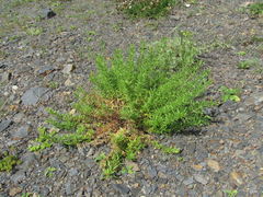 Chamaenerion colchicum
