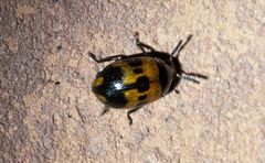 Diaperis nigronotata