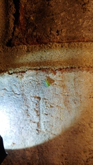 Cicadellidae