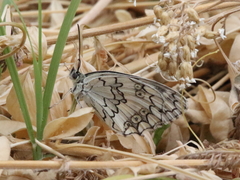 Melanargia larissa