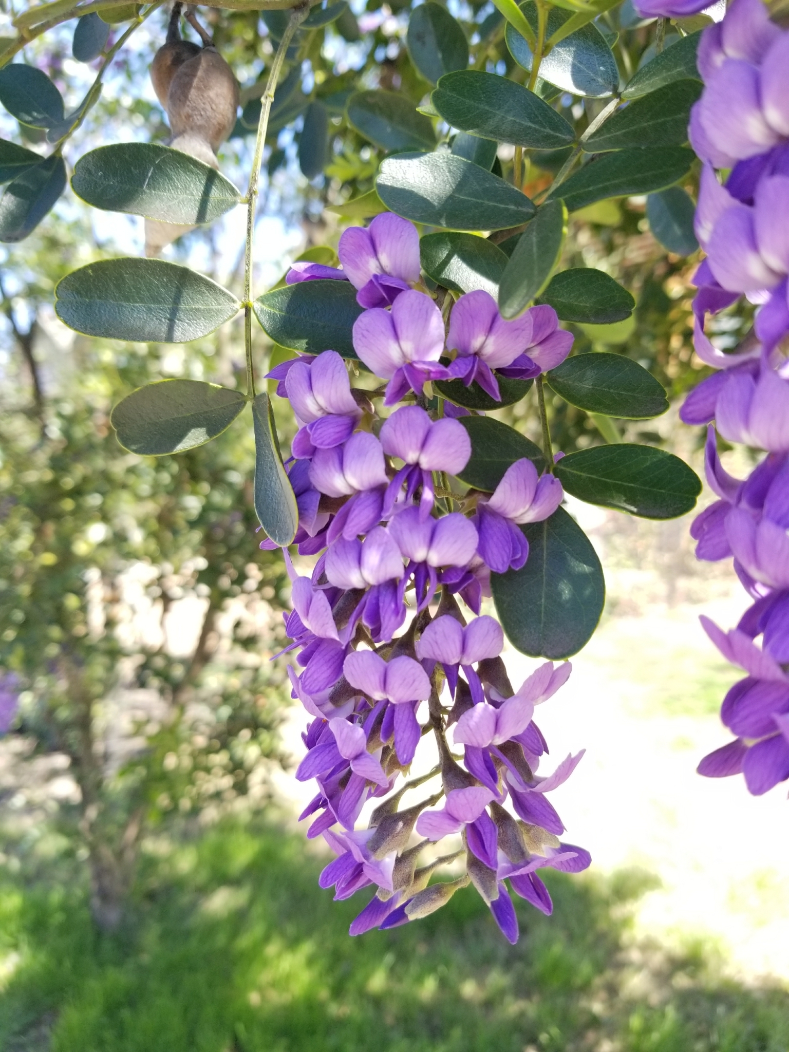 Dermatophyllum secundiflorum