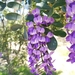 Texas Mountain Laurel - Photo (c) lucio101, some rights reserved (CC BY-NC)
