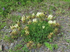 Trifolium trichocephalum