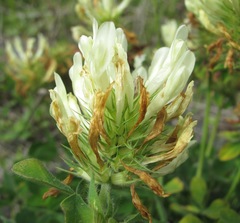 Trifolium trichocephalum