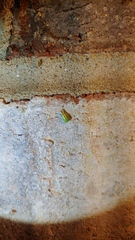 Cicadellidae