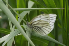 Pieris angelika
