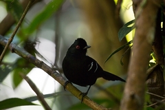 Pyriglena leucoptera