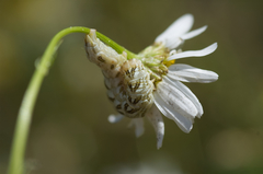 Cucullia chamomillae