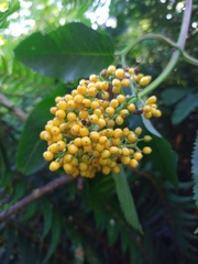 Sambucus australasica